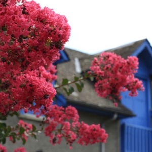 Fleurs du jardin